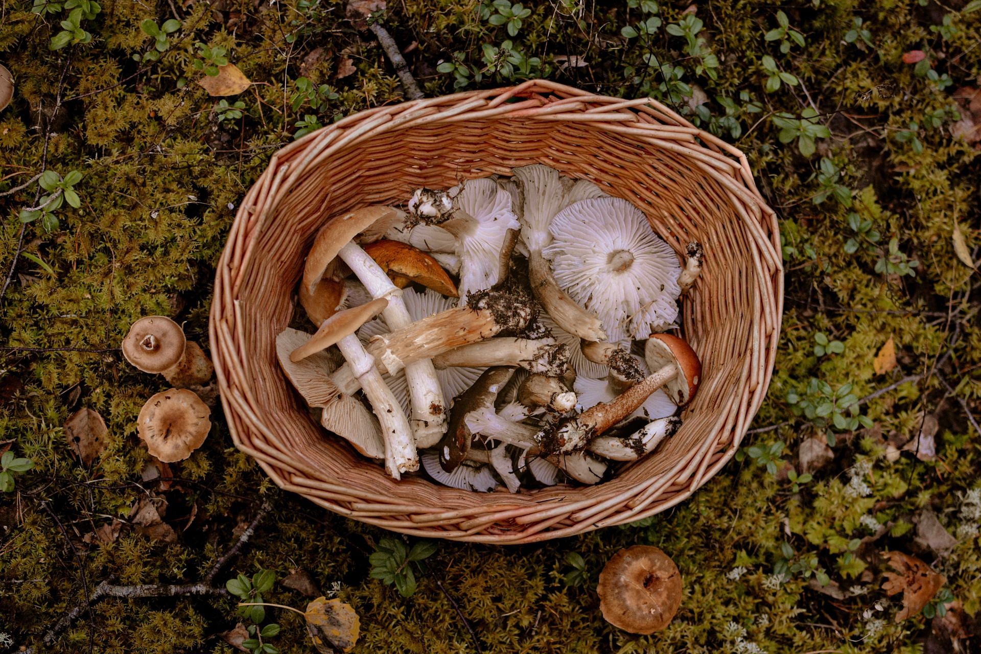 Avoid self-picking any wild food item. Extreme caution is necessary. (Image via Pexels/Carboxaldehyde)